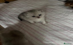 British Shorthair cats for sale: 🥰Beautiful kittens with rare colouring🥰 - Image 9