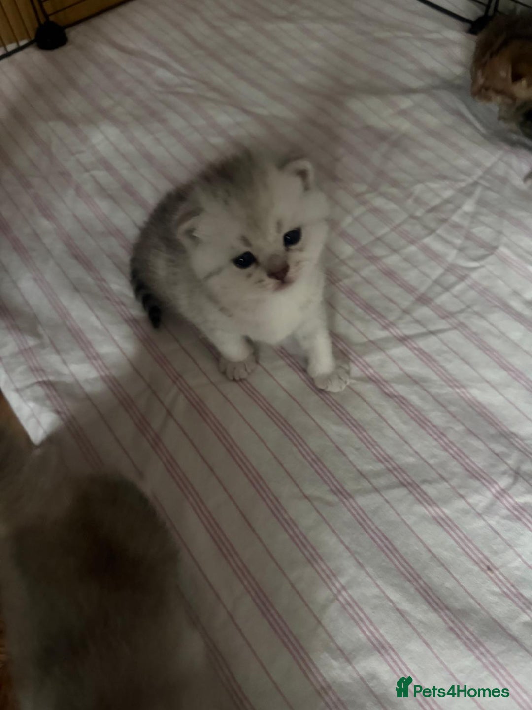 British Shorthair cats for sale: 🥰Beautiful kittens with rare colouring🥰 - Image 9