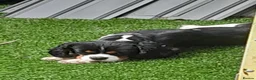 Cavalier King Charles Spaniel dogs for sale: Cavaliar king charles spaniel - Advert 2
