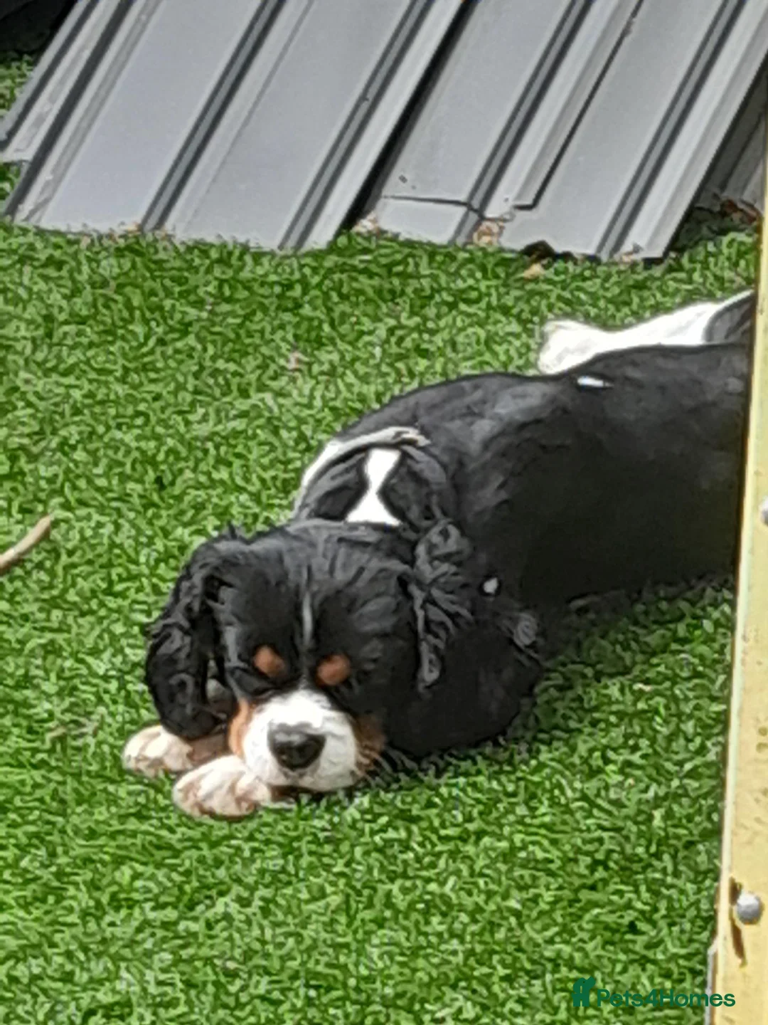 Cavalier King Charles Spaniel dogs for sale: Cavaliar king charles spaniel - Advert 2