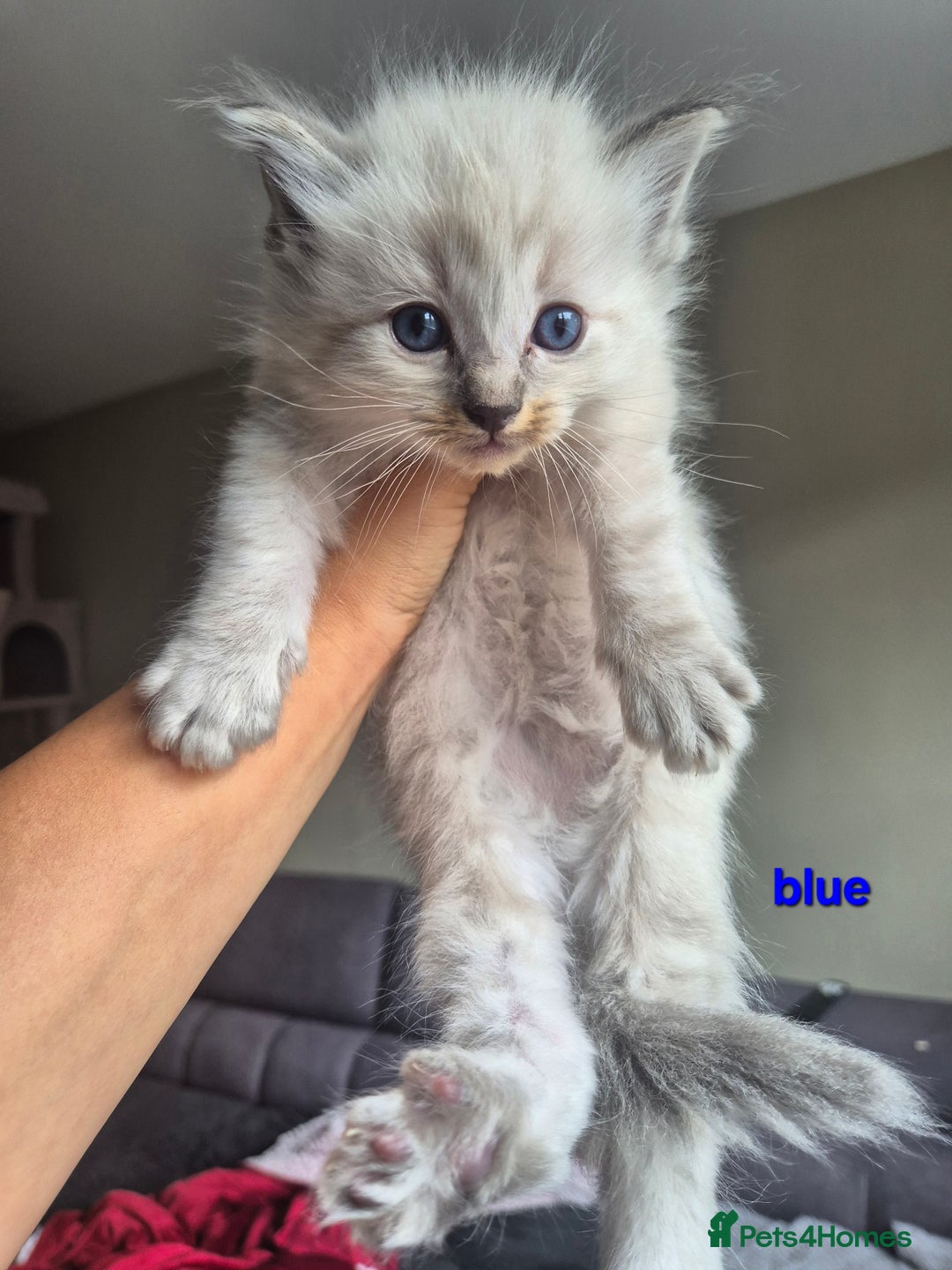Ragdoll cats for sale:  🐾✨ Ragdoll Kittens! ✨🐾  - Image 3