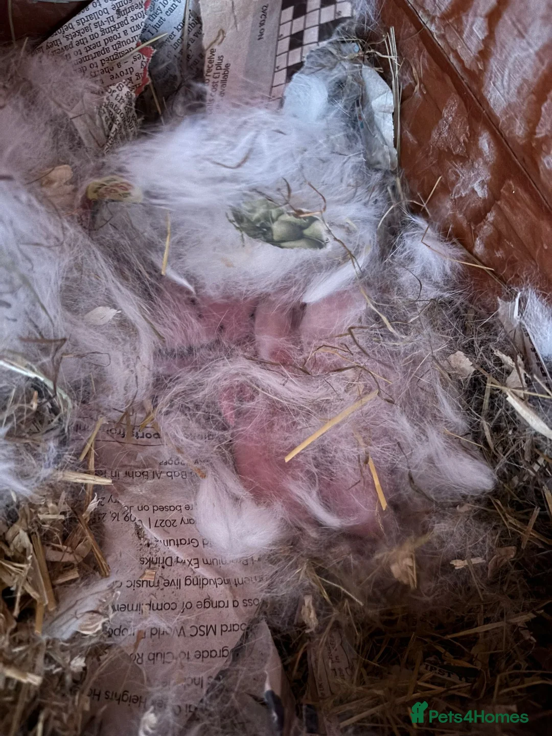 Mixed Breed rabbits for sale: English Spot and Lionhead in Kidlington - Advert 2