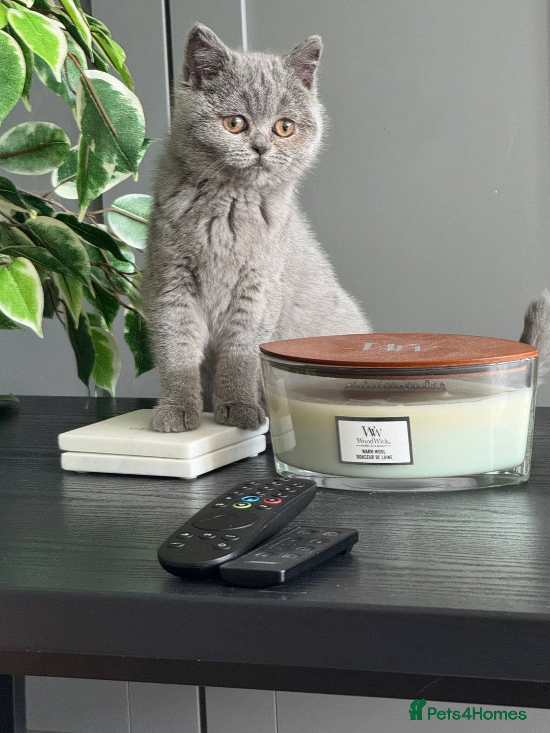 British Shorthair cats for sale: 1 left - Scottish Straight Blue Kittens  - Advert 4