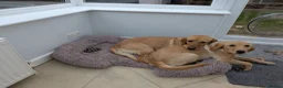 Goldador dogs for sale: Goldador 'nugget' 9 months old - Advert 6