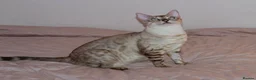 Bengal cats for sale: Retired Queen Looking for a Loving Home - Advert 2