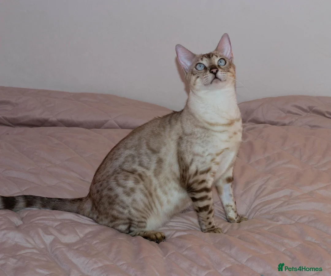 Bengal cats for sale: Retired Queen Looking for a Loving Home - Advert 2