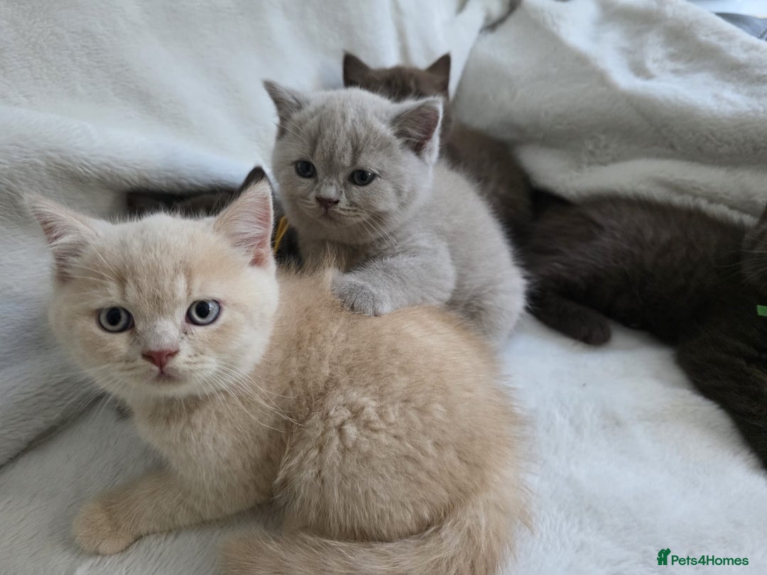 British Shorthair cats for sale: GCCF British Shorthair Kittens Champion Bloodline  - Image 17