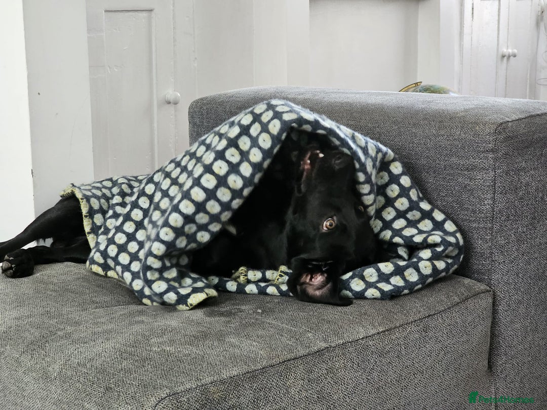 Springador dogs for sale: Springador male 6 months old.  - Image 9