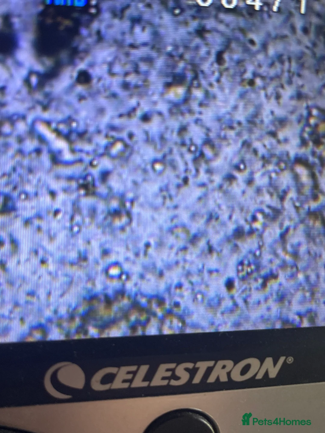 Golden Retriever dogs for stud: Fully health tested n dna clear kc stud - Advert 14