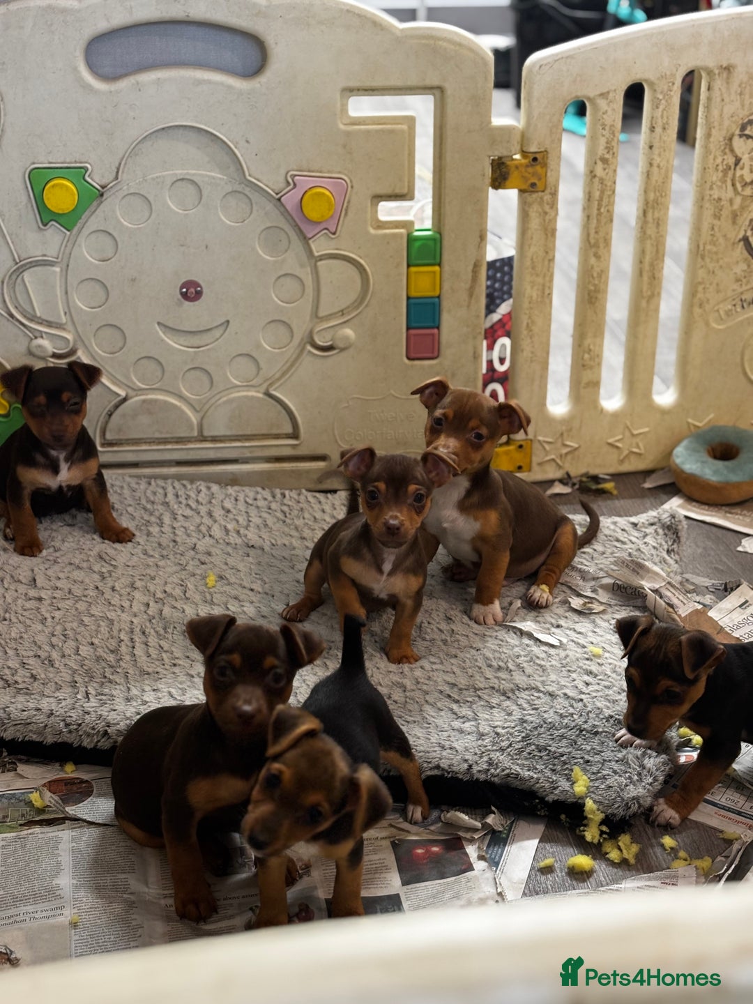 Jack Russell dogs for sale: Beautiful miniature pure Jack Russell’s  - Advert 7