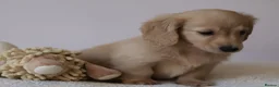 Miniature Dachshund dogs for sale: 5*Licensed+Cream+Long Hair+KC+VetChecked+PRAClear - Advert 9