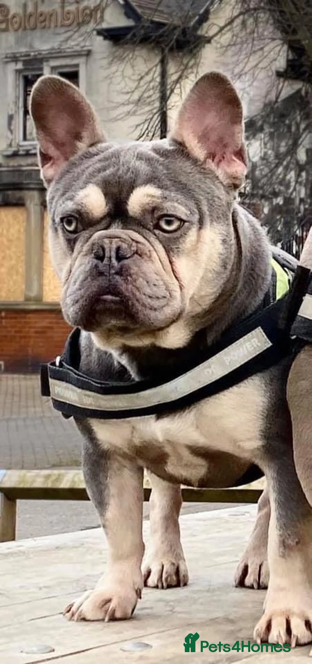 French Bulldog dogs for stud: BEAUTIFUL LILAC AND TAN FRENCH BULLDOG in Sunderland - Advert 32