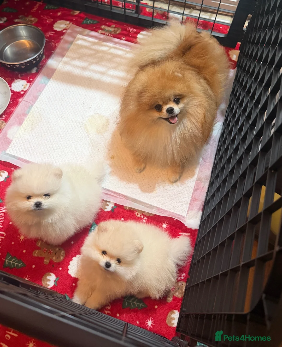 Pomeranian dogs for sale: Beautiful White/Cream Pomeranian Puppies - Advert 2