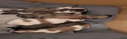Shih Tzu dogs for sale: Shih tzu puppy's  in Peterborough - Advert 9