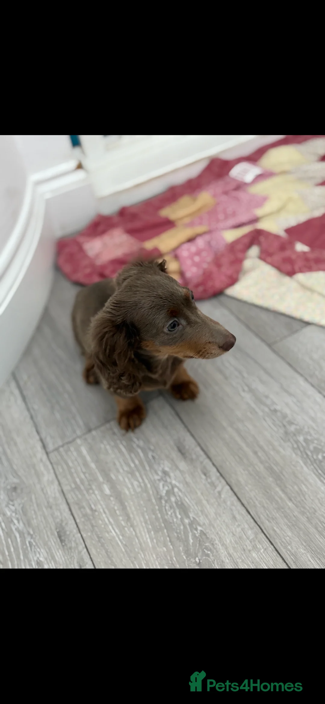 Miniature Dachshund dogs for sale: Bailey - Advert 2
