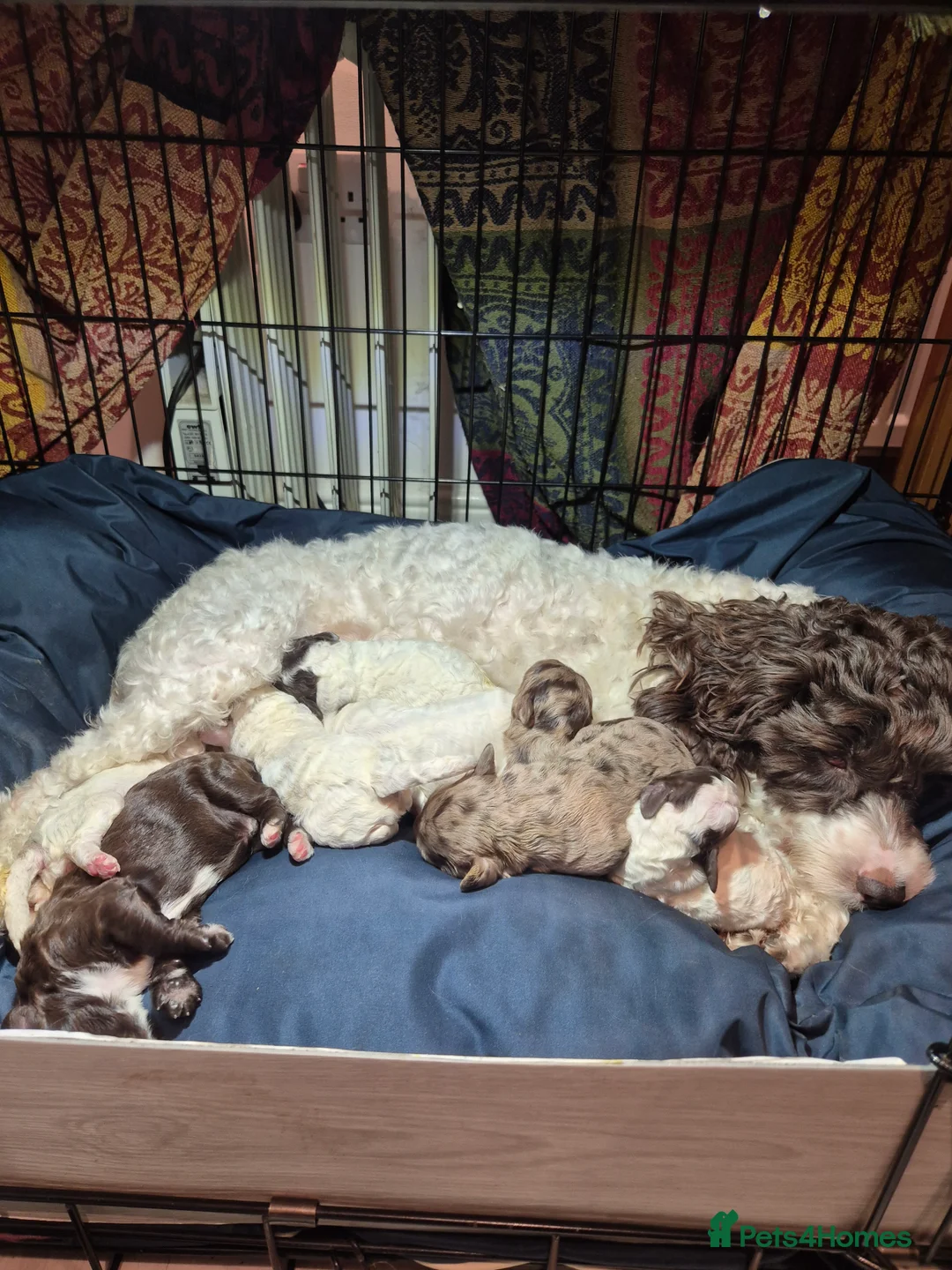 Cockapoo dogs for sale: Stunning F2B cockapoos - Advert 17