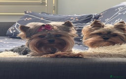 Yorkshire Terrier dogs for sale: Beautiful Yorkshire Terrier puppy boy for sale  - Image 7