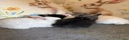Mixed Breed rabbits for sale: Baby rabbits  in Wrexham - Advert 12