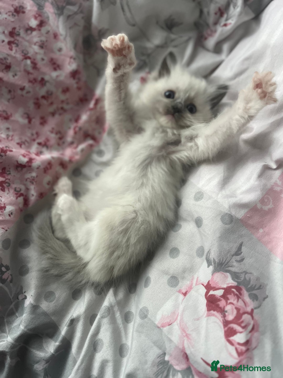 Ragdoll cats for sale: Blue point Ragdoll girl - Advert 3