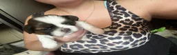 Shih Tzu dogs for sale: Beautiful shih tzu puppies 🥹🐾 - Advert 5