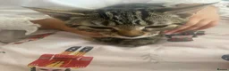 Mixed Breed cats for sale: Mother cat and her kittens - Advert 2