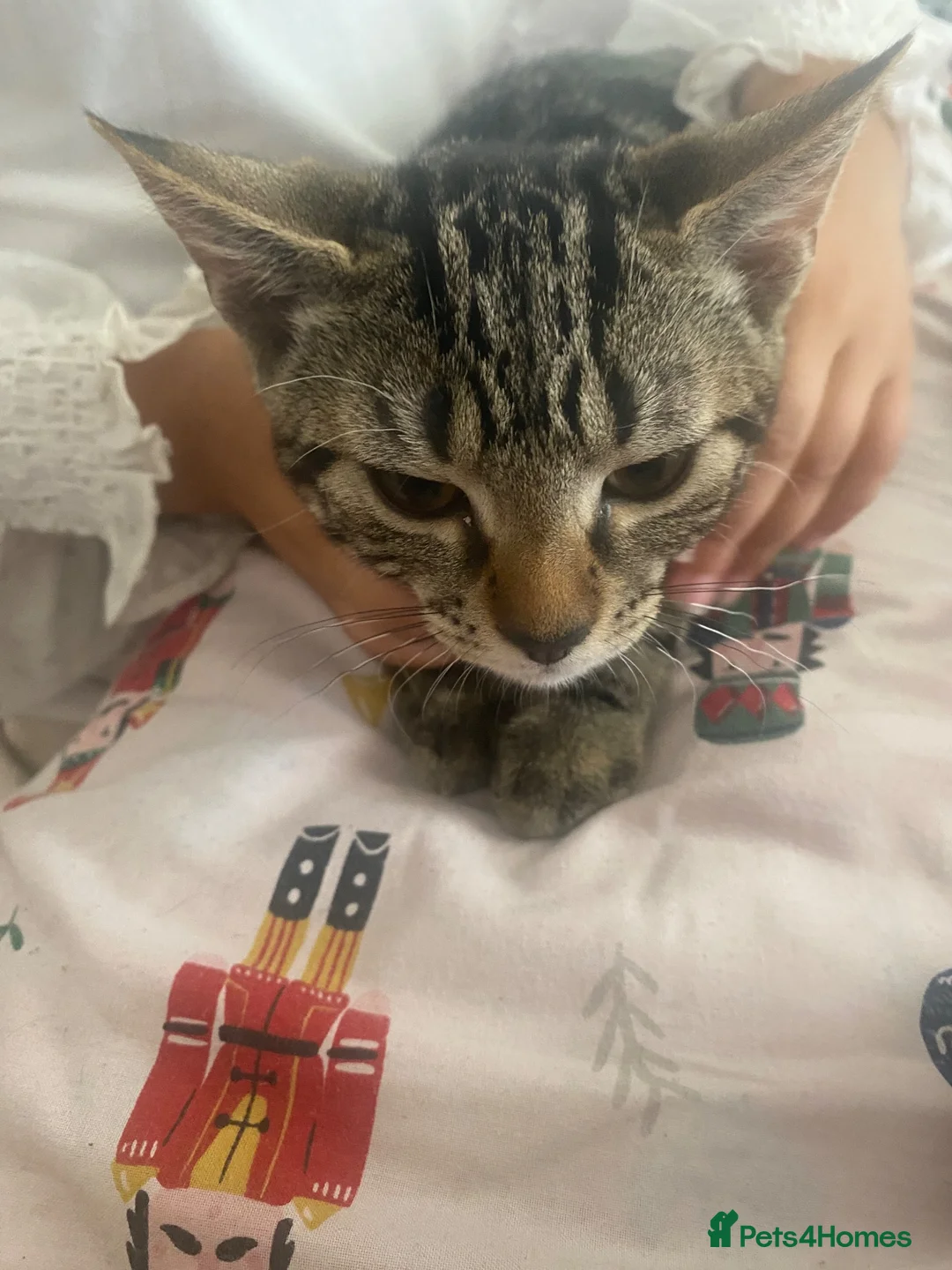 Mixed Breed cats for sale: Mother cat and her kittens - Advert 2