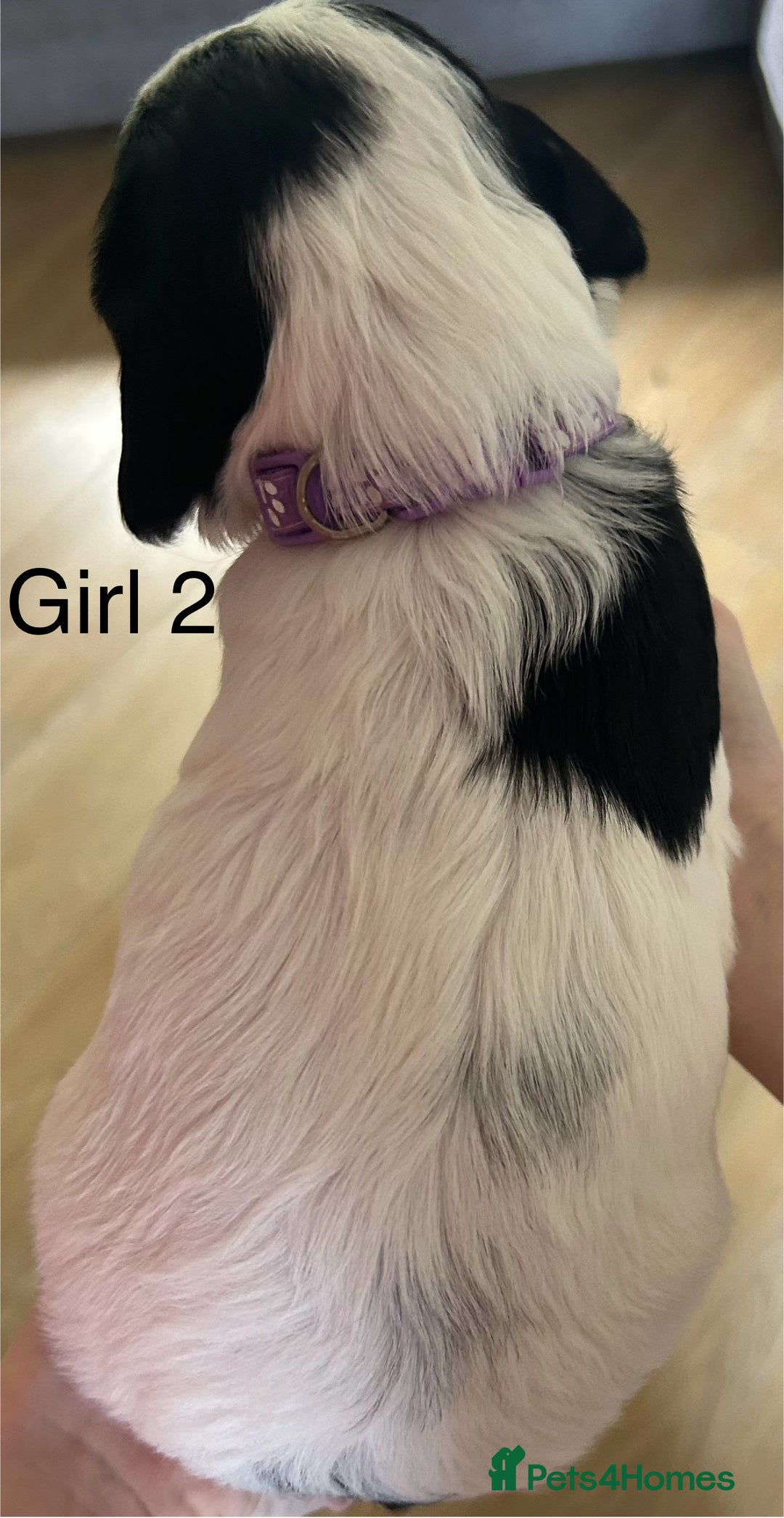 Sprocker dogs for sale: Sprocker puppies  - Image 17