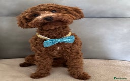 Miniature Poodle dogs for stud: Miniature Poodle Stud  - Image 1