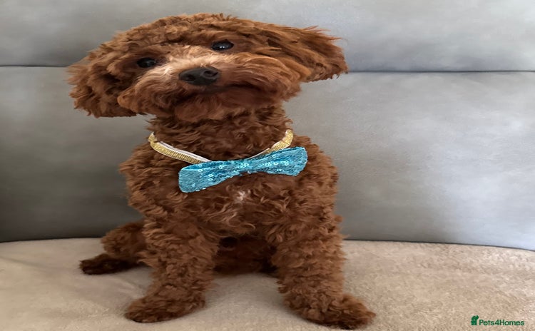 Miniature Poodle dogs - Advert 7