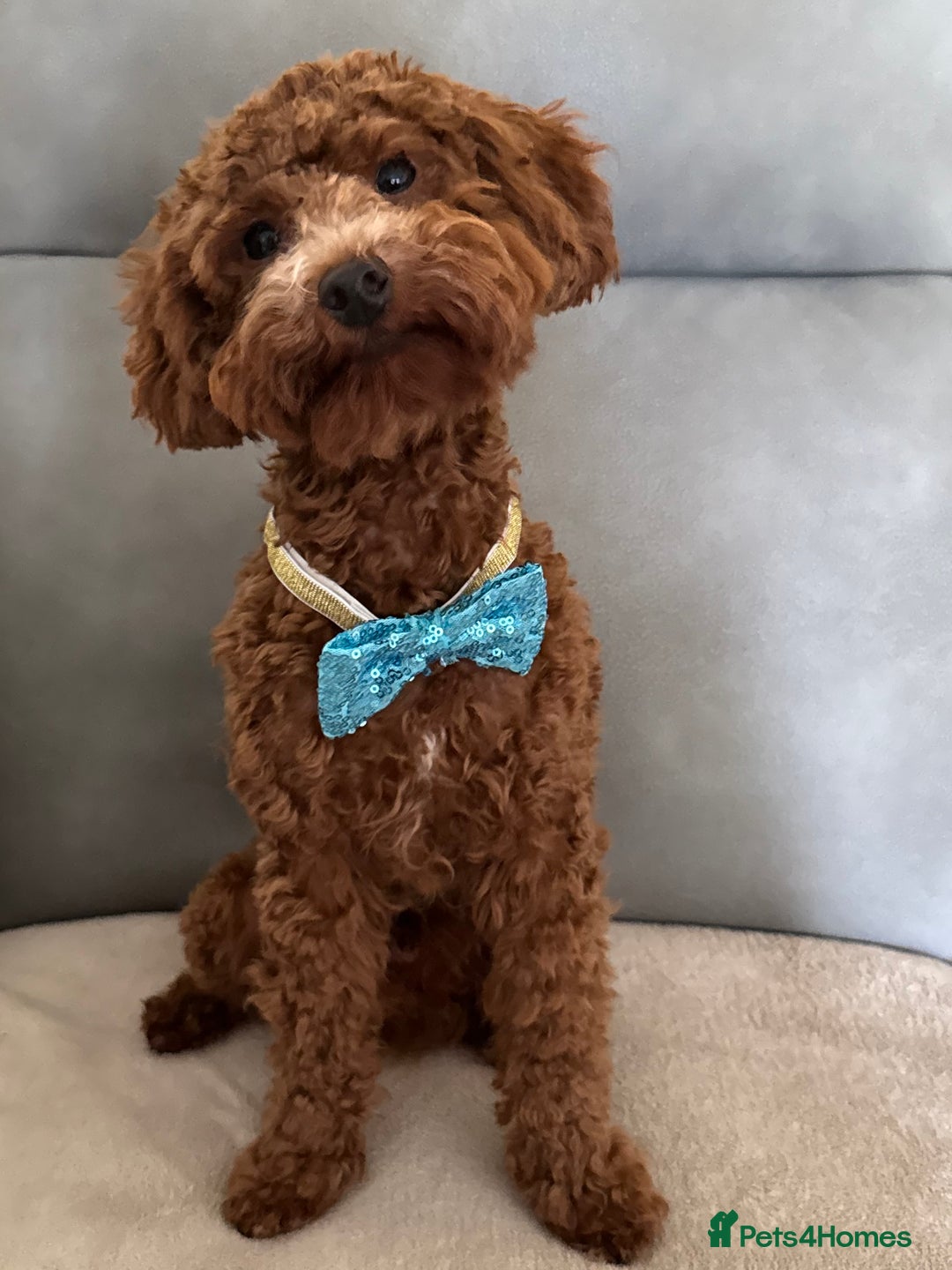 Miniature Poodle dogs for stud: Miniature Poodle Stud  - Image 1