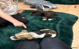 Chihuahua dogs for sale: Chihuahua  - Advert 9