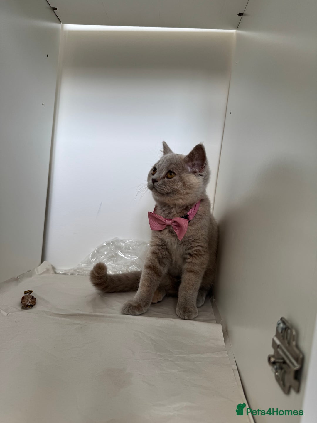 British Shorthair cats for sale: Unique lilac british shorthair  - Image 4