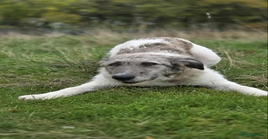 Mixed Breed dogs - Advert 10