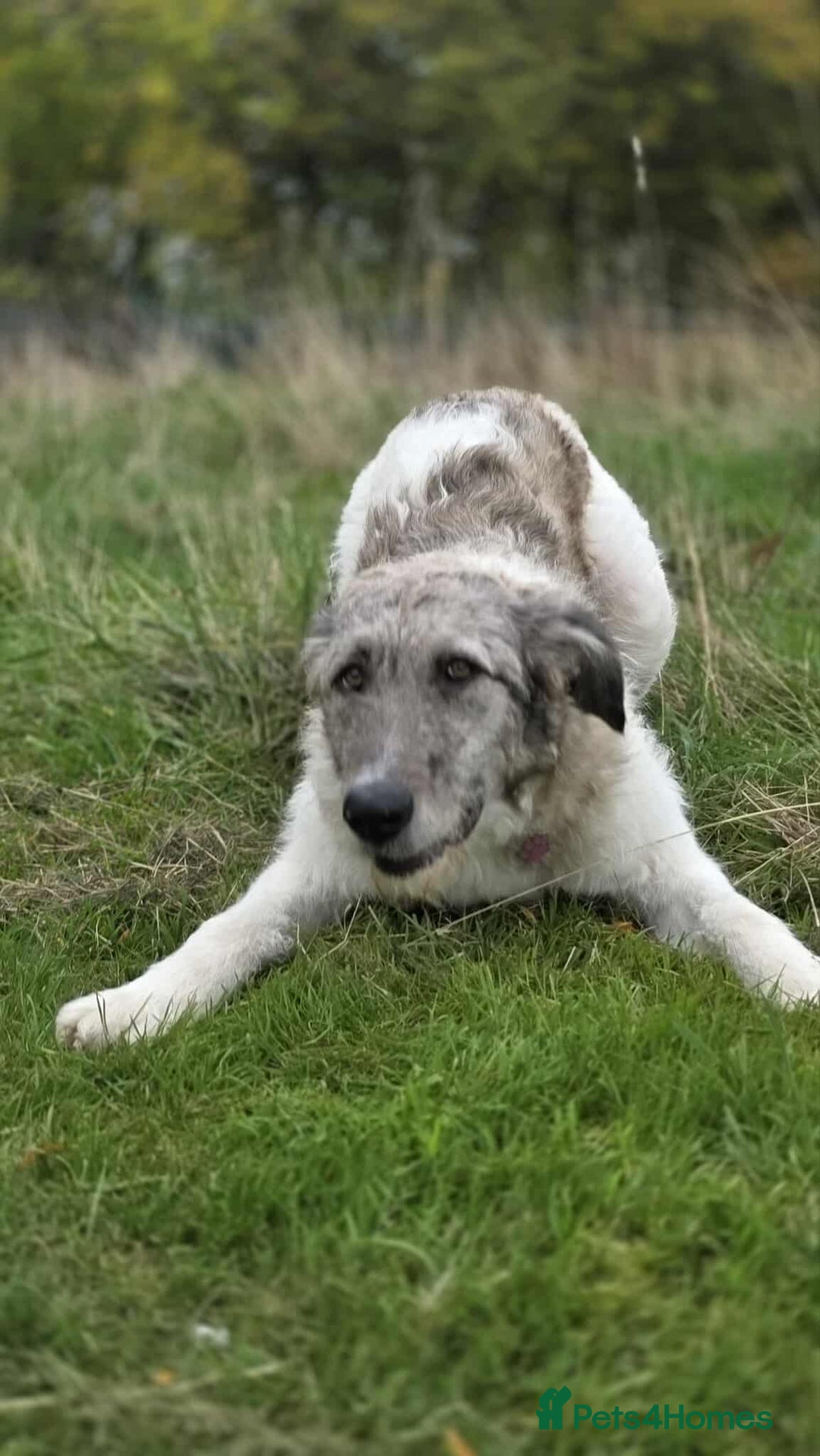 Mixed Breed dogs for adoption: Perfect PICKLE - Image 5