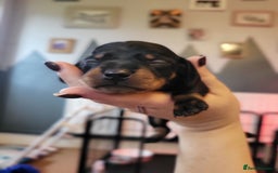 Miniature Dachshund dogs for sale: Miniature dachsund  - Image 12