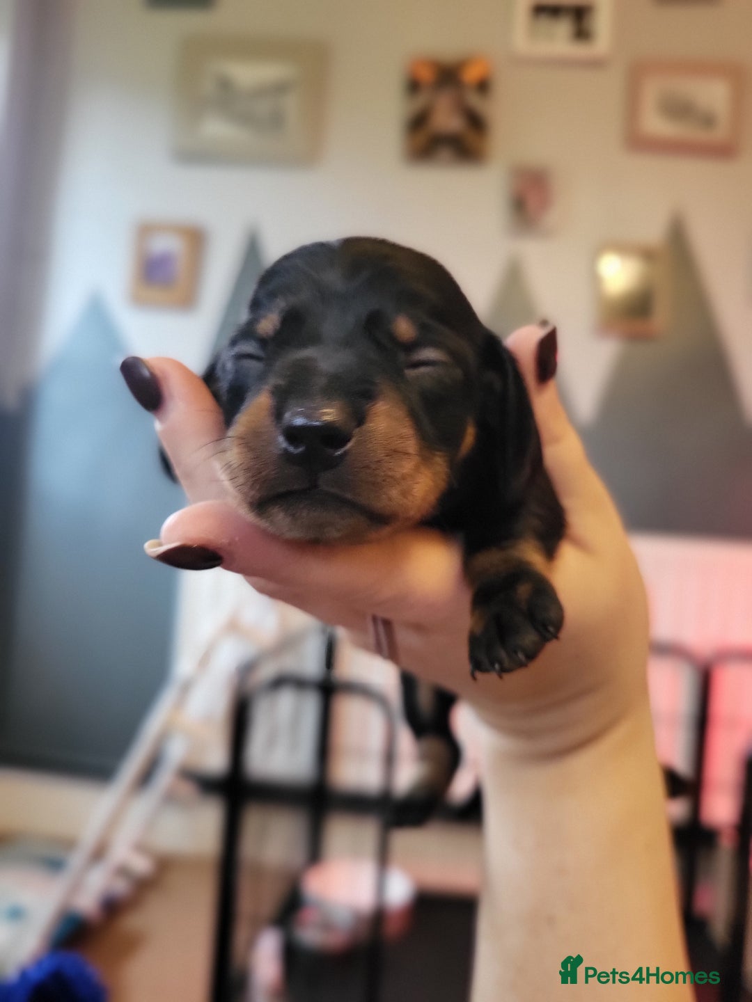 Miniature Dachshund dogs for sale: Miniature dachsund  - Image 12