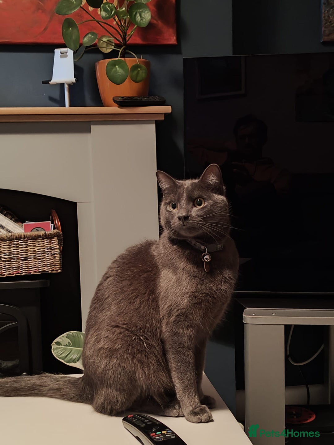 Russian Blue cats for sale: Friendly Indoor Russian blue male (1 year old) - Advert 3