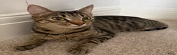 Mixed Breed cats for sale: Minnie, Tabby Mix - Advert 4