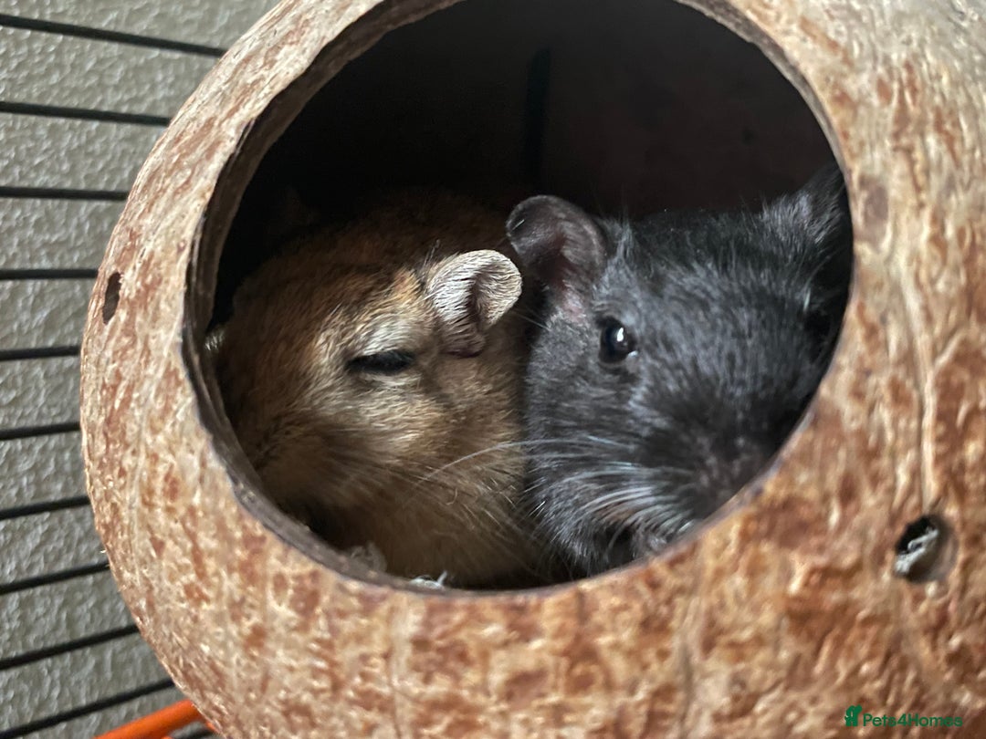 Gerbil rodents for sale: Whiskey and Bourbon male gerbils + set up/supplies - Image 1