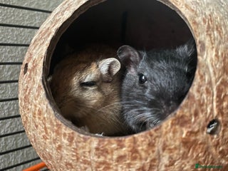 Gerbil rodents for sale - Advert 1