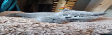 British Shorthair Kitten 