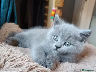 British Shorthair cats British shorthair - Advert 5