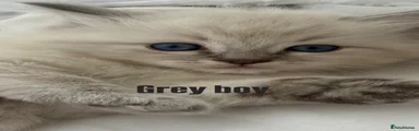 Blue Mitted (grey collar) 