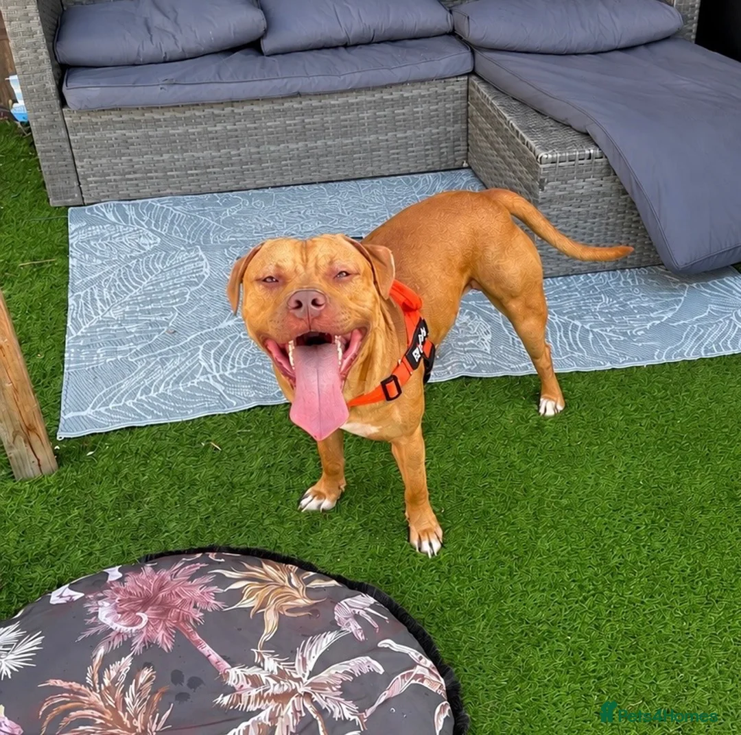 Staffordshire Bull Terrier dogs for sale: Staffy puppies due Oct 15th - Advert 4
