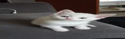 Mixed Breed cats for sale: Gorgeous 6 kittens  - Advert 7