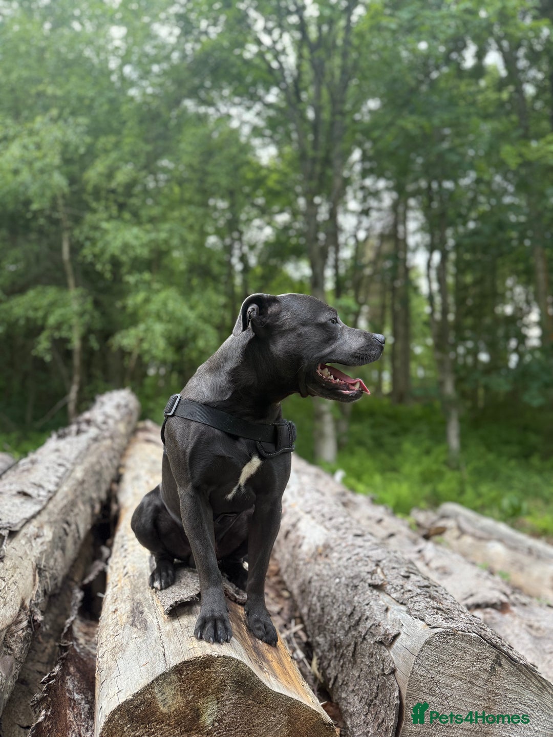 Staffordshire Bull Terrier dogs for stud: 🐾KC Registered Blue Staffordshire Bull Terrier🐾 - Advert 3