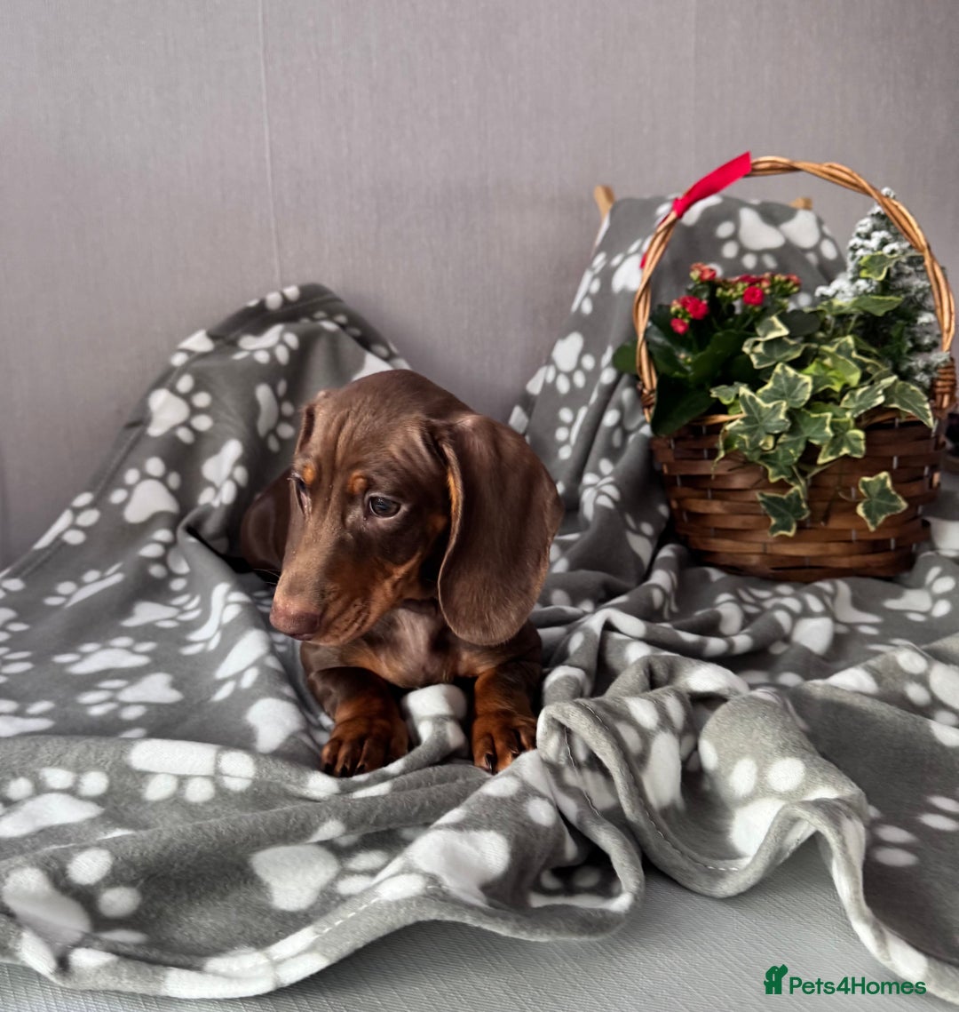 Miniature Dachshund dogs for sale: 🐾READY NOW-1 Boy 🐾 KC Miniature Dachshund  - Advert 4