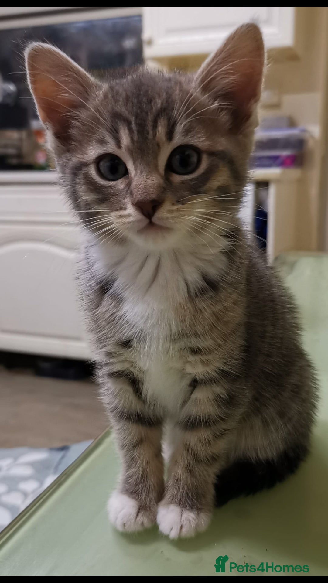 Bengal cats Stunning grey bengal ragdol X female - Advert 7