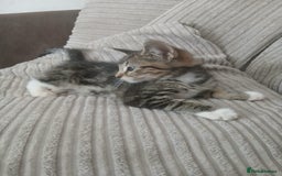 Mixed Breed cats for sale: 3 girls- 9 weeks- ready to go - Image 8