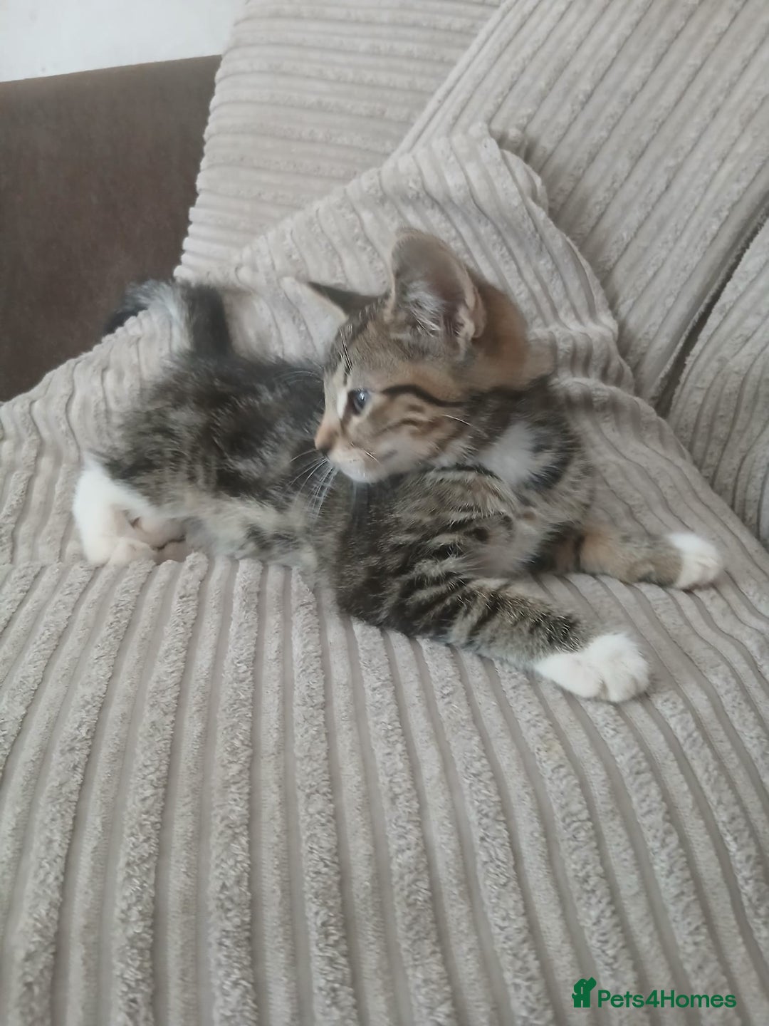 Mixed Breed cats for sale: 3 girls- 9 weeks- ready to go - Image 8